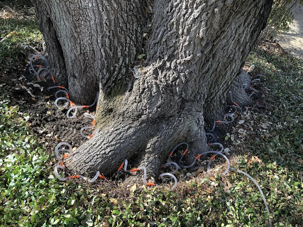 Detailed Tree Cabling and Bracing job site in Quail Valley