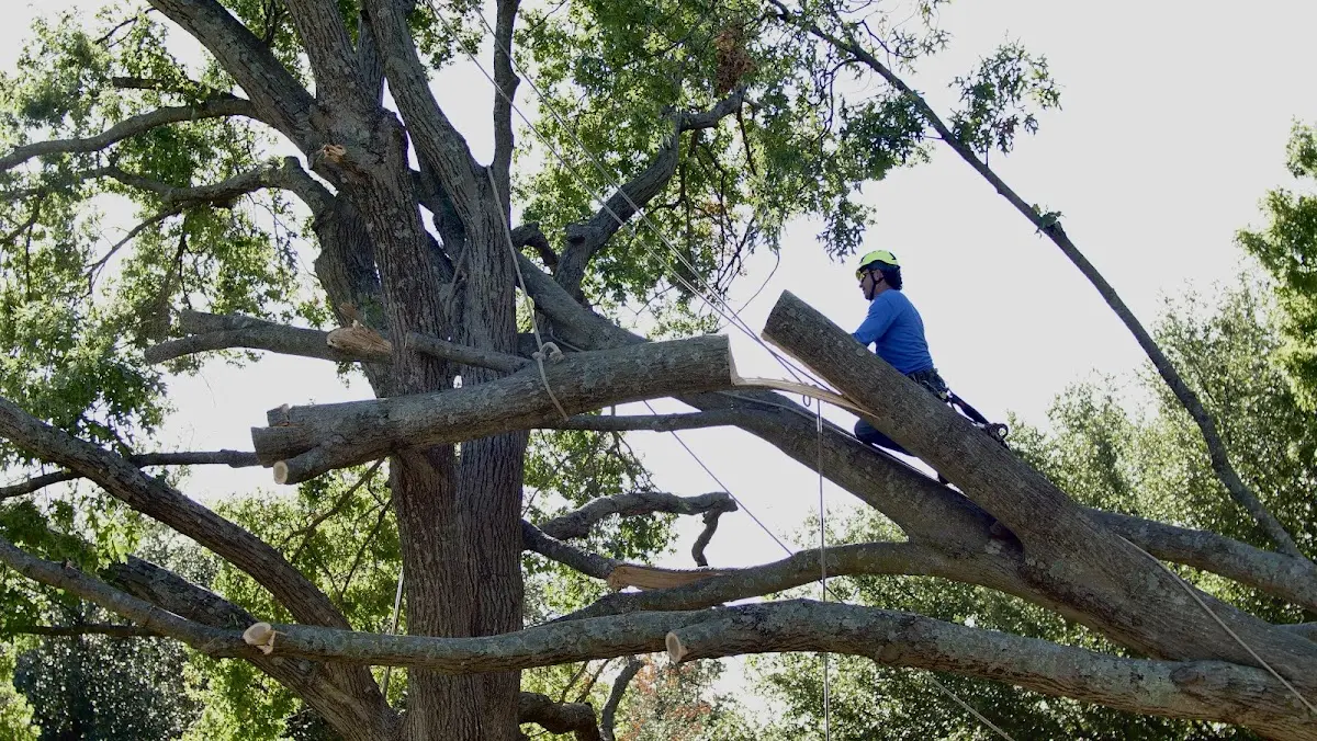 Professional Crown Thinning performed by certified arborists in Quail Valley