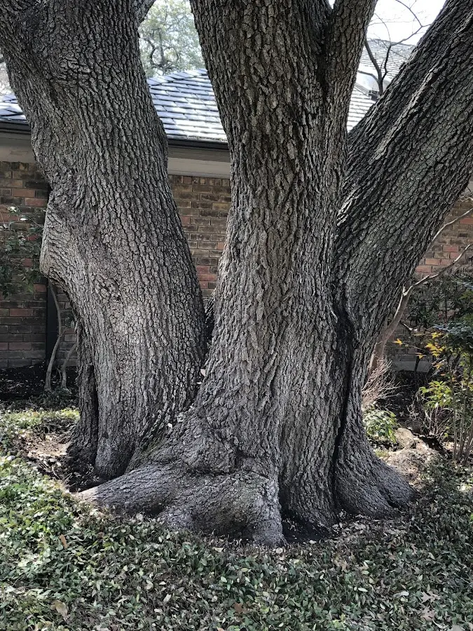 Mature heritage tree close to a Quail Valley property cared for by certified arborists